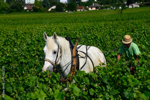 Beaune, Cote de Beaune, Cote d'Or, Burgundy, France, Europe - following traditional ancestral methods, soils are tilled and plowed by horses to improve aeration which favors vine flourishing