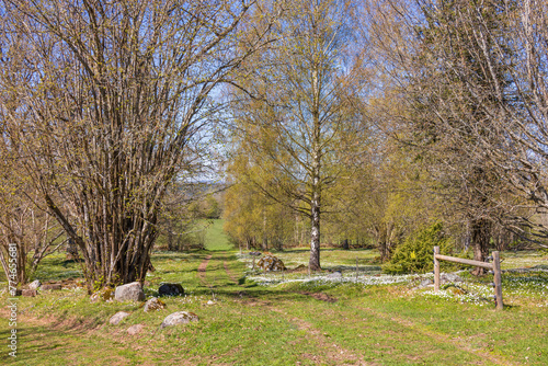 Rural meadow landscape with wildflowers at a sunny springtime