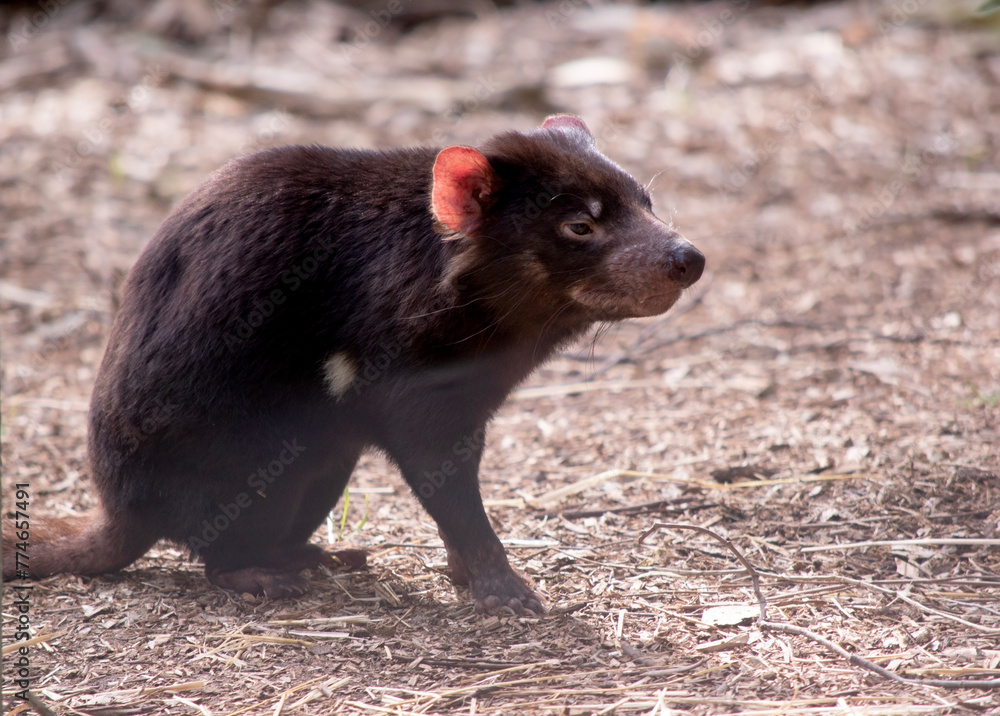 Tasmanian Devils are the size of a small dog. Devils have black fur with a large white stripe across their breast and the odd line on their back. Tasmanian Devils are the size of a small dog. Devils have black fur with a large white stripe across their breast and the odd line on their back.