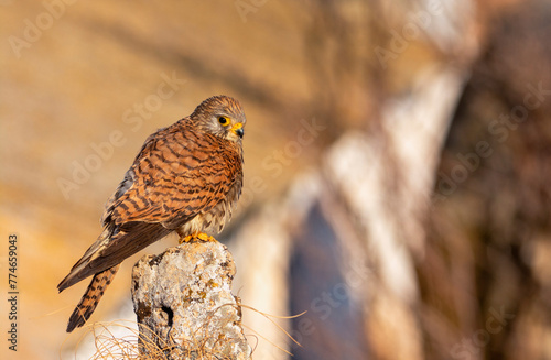 Female Lesser Kestrel perched on a perch. photo