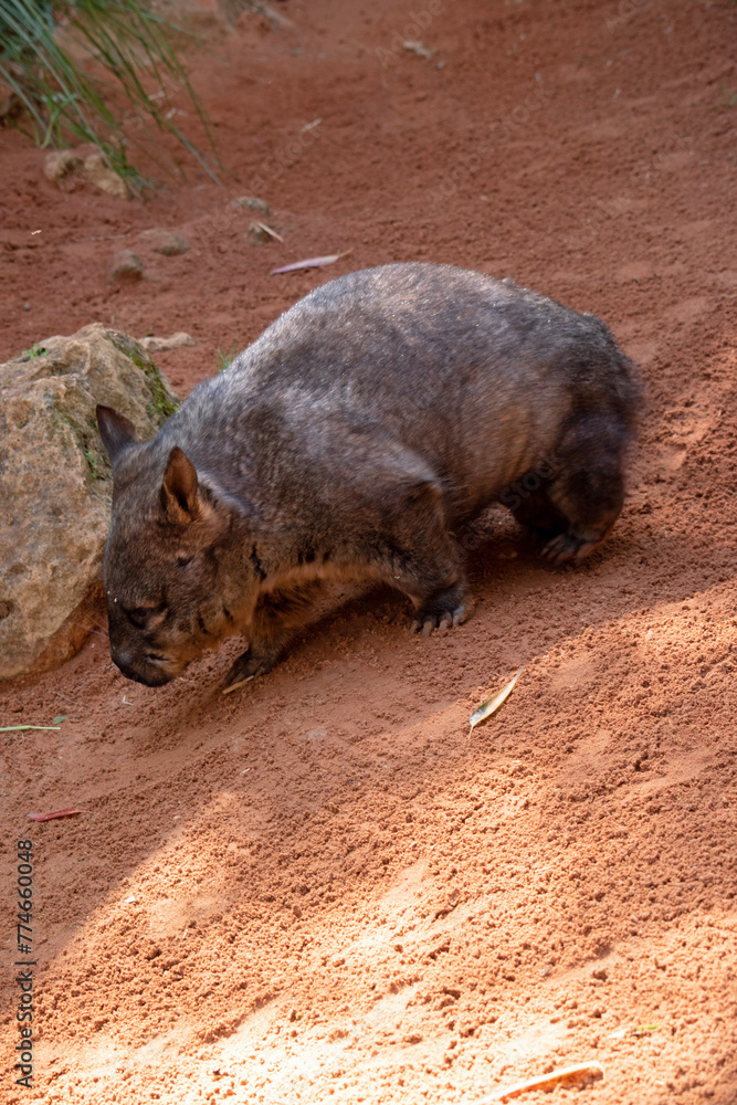 The hairy-nosed wombats have softer fur, longer and more pointed ears and a broader muzzle fringed with fine whiskers then common wombats. The hairy-nosed wombats have softer fur, longer and more pointed ears and a broader muzzle fringed with fine whiskers then common wombats.