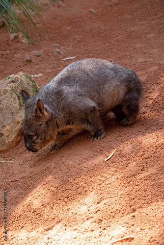 The hairy-nosed wombats have softer fur, longer and more pointed ears and a broader muzzle fringed with fine whiskers then common wombats.