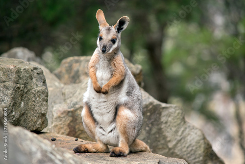 the yellow footed rock wallaby is sitting on its hind legs