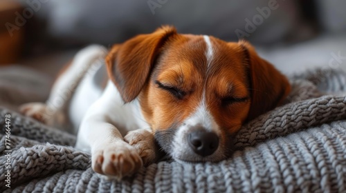  A small brown-and-white dog rests atop a blanket on a bed, near a pillow