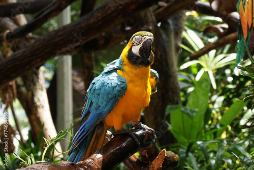 Blue and yellow macaw (Ara ararauna). Large parrot.