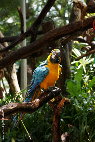 Blue and yellow macaw (Ara ararauna).  Large parrot. © JedRT