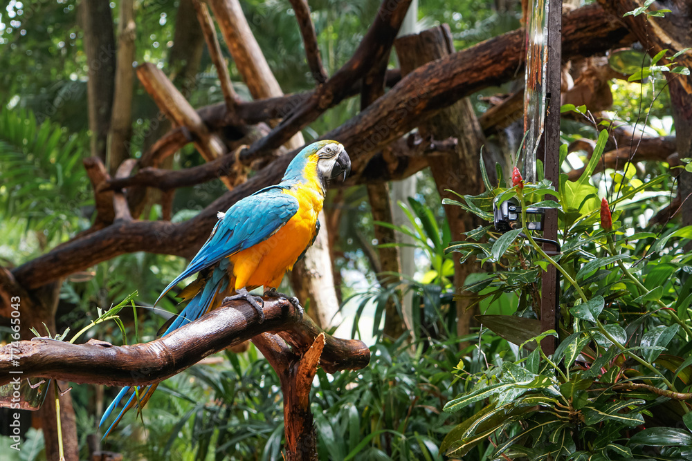 Blue and yellow macaw (Ara ararauna). Large parrot. Blue and yellow macaw (Ara ararauna). Large parrot.