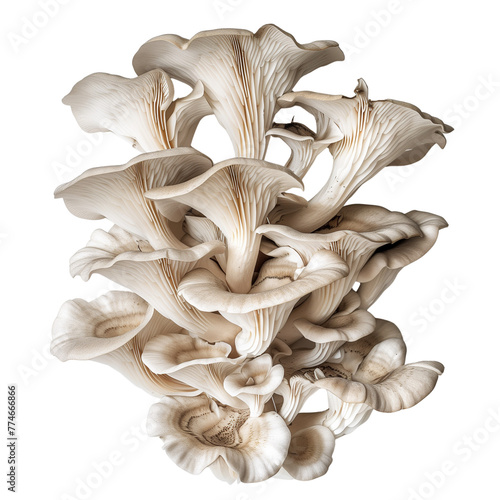 Fresh Oyster Mushrooms Isolated on Transparent Background Cutout