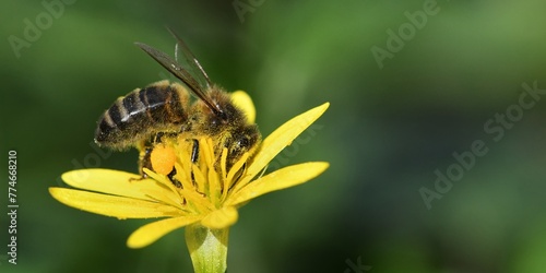 abeille du jardin 30 © Guy Pracros