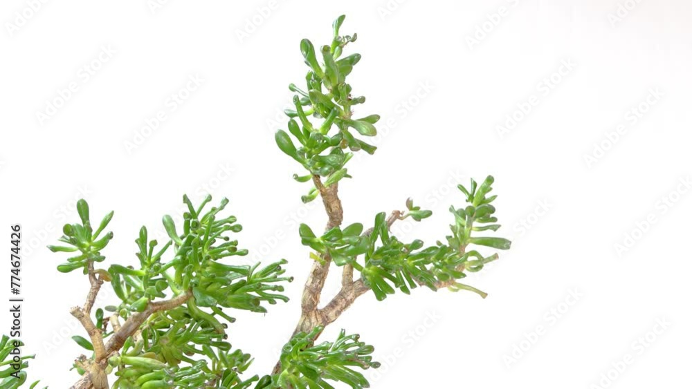 jade plant, lucky plant, money plant or money tree, Crassula ovata, Crassula Ovata, an original succulent plant for your home, elephant trunk, studio shot isolated on white background jade plant, lucky plant, money plant or money tree, Crassula ovata, Crassula Ovata, an original succulent plant for your home, elephant trunk, studio shot isolated on white background