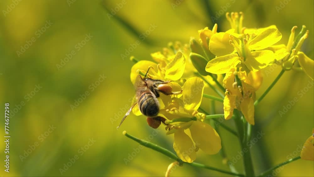 風に揺れる満開の菜の花とミツバチ 風に揺れる満開の菜の花とミツバチ