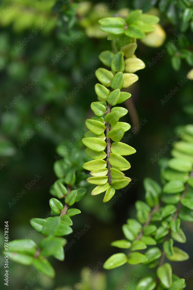 Honeysuckle Green Breeze branch
