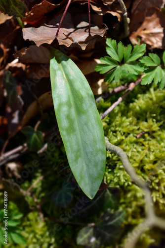 Dogs tooth violet leaf photo