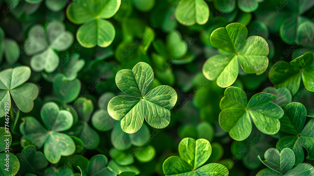 A closeup of green clover leaves A closeup of green clover leaves
