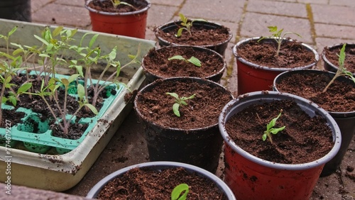 Tomato Green Seedlings Prepared in Trays for Planting in Plastic Flower Pots