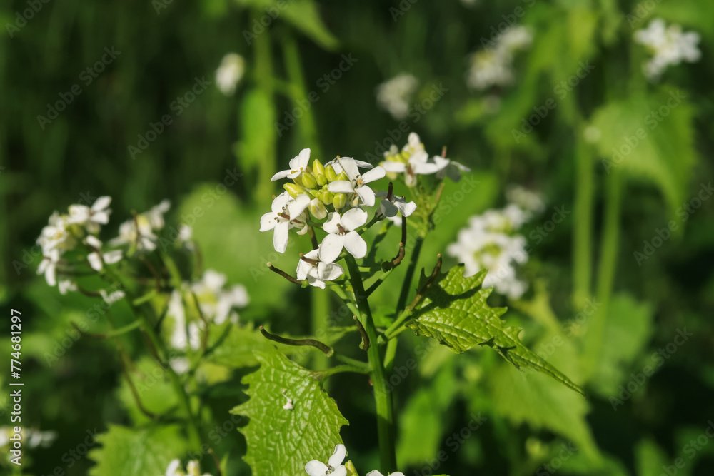 Alliaria petiolata flower petals color white red yellow Alliaria petiolata flower petals color white red yellow