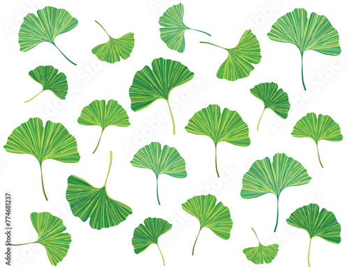 Bright green ginkgo leaves isolated on white background. Vector illustration.