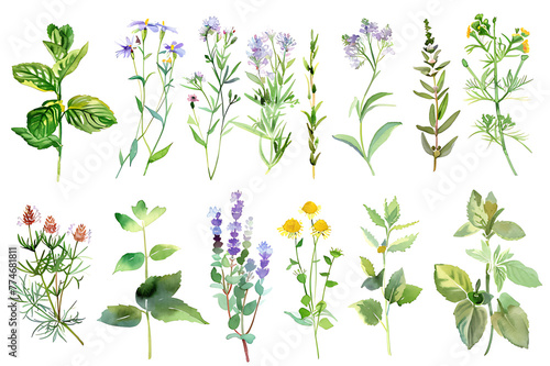 Watercolor painting realistic set of herbs  wildflowers and spices on white background. Clipping path included.
