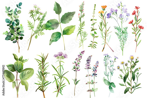 Watercolor painting realistic set of herbs  wildflowers and spices on white background. Clipping path included.