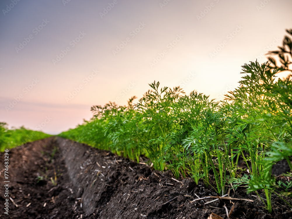 Vibrant carrot field at dawn, with the first light illuminating the lush foliage and fertile soil