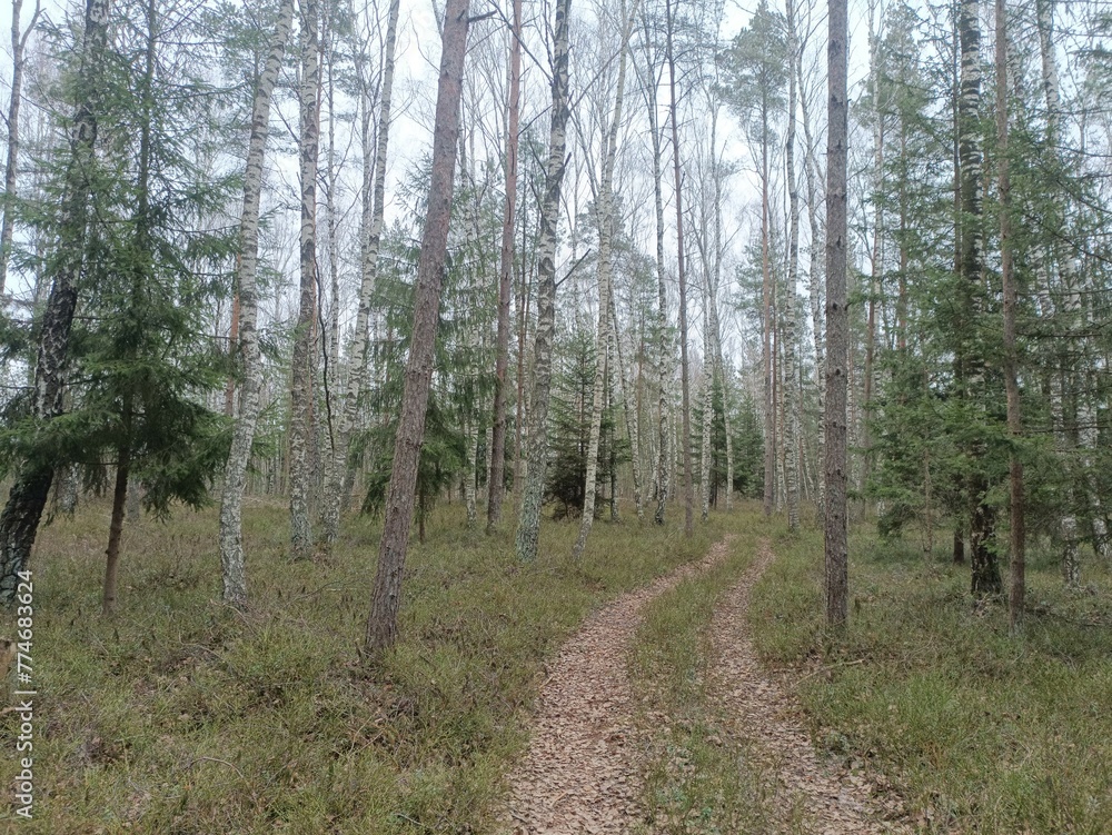 Rekyva forest during cloudy summer day. Pine and birch tree woodland. Blueberry bushes are growing in woods. Cloudy day with white and gray clouds in sky. Nature. Rekyvos miskas. Rekyva forest during cloudy summer day. Pine and birch tree woodland. Blueberry bushes are growing in woods. Cloudy day with white and gray clouds in sky. Nature. Rekyvos miskas.
