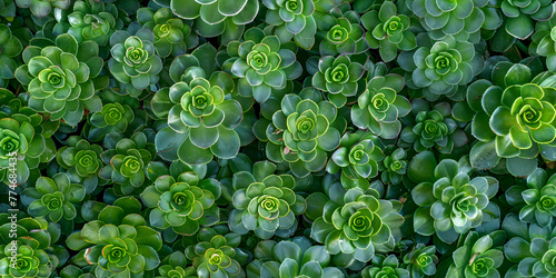 Green plants textured background of lifelong saxifrage saxifraga paniculata photo