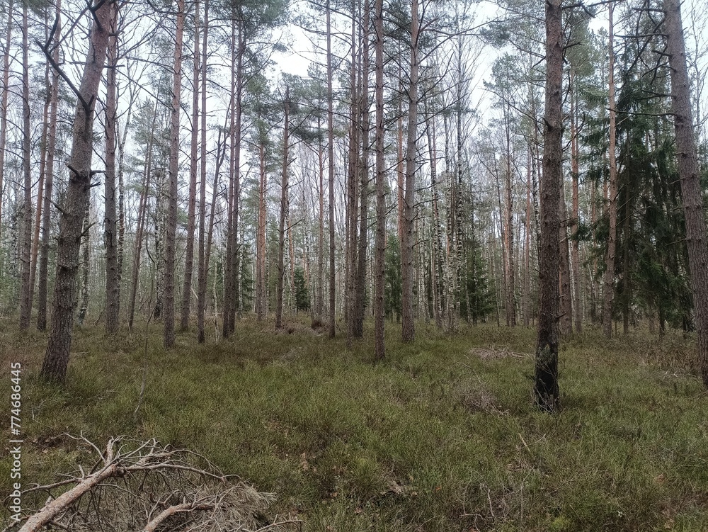 Rekyva forest during cloudy summer day. Pine and birch tree woodland. Blueberry bushes are growing in woods. Cloudy day with white and gray clouds in sky. Nature. Rekyvos miskas. Rekyva forest during cloudy summer day. Pine and birch tree woodland. Blueberry bushes are growing in woods. Cloudy day with white and gray clouds in sky. Nature. Rekyvos miskas.