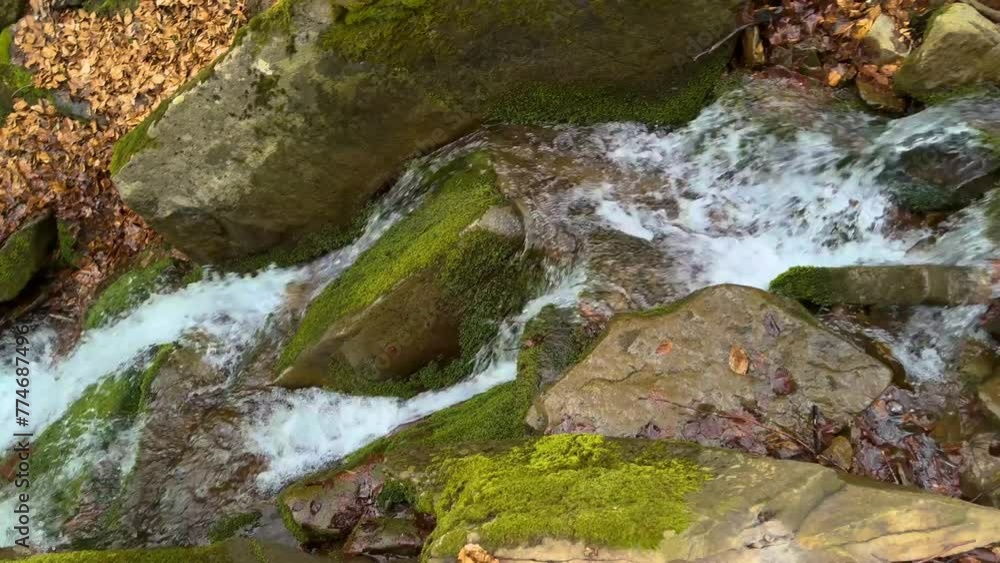 A wild domestic dog crosses a stream near a small picturesque waterfall in the Carpathians, the rocks are covered with green moss A wild domestic dog crosses a stream near a small picturesque waterfall in the Carpathians, the rocks are covered with green moss