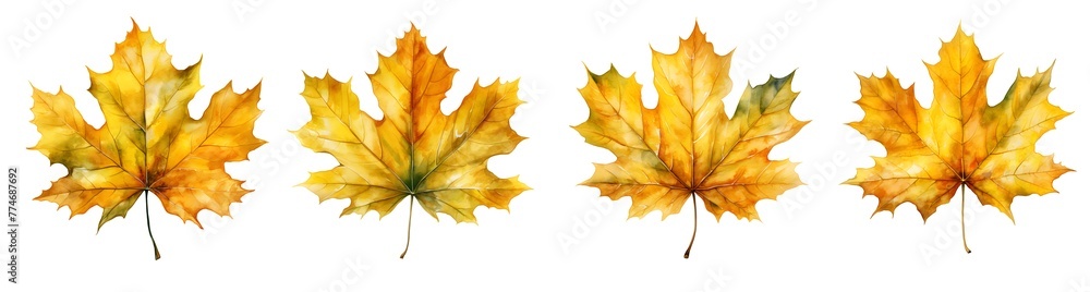 Set of watercolor yellow maple leaf clipart isolated on white and transparent background Set of watercolor yellow maple leaf clipart isolated on white and transparent background