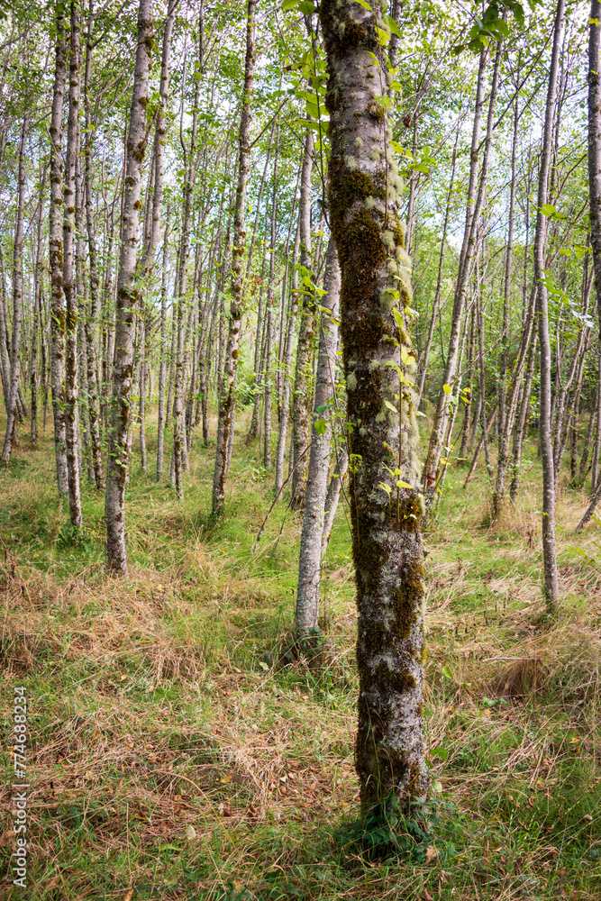 Naklejka premium Hummocks Trail Loop at Mount St. Helens, Stratovolcano in Skamania County, Washington State