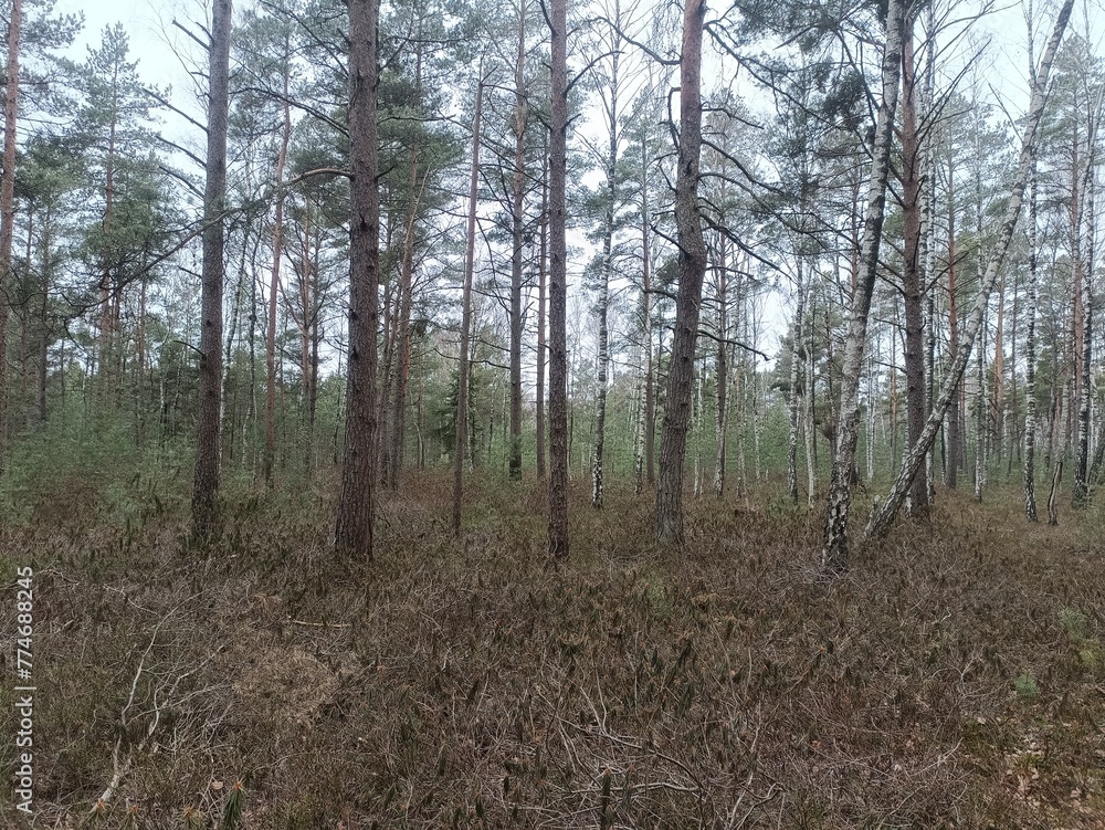 Rekyva forest during cloudy summer day. Pine and birch tree woodland. Blueberry bushes are growing in woods. Cloudy day with white and gray clouds in sky. Nature. Rekyvos miskas. Rekyva forest during cloudy summer day. Pine and birch tree woodland. Blueberry bushes are growing in woods. Cloudy day with white and gray clouds in sky. Nature. Rekyvos miskas.