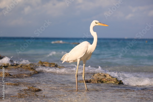 heron on the beach © Sabry