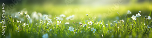 Springtime long banner, green grass in the park, bokeh background, ling banner with copy space photo
