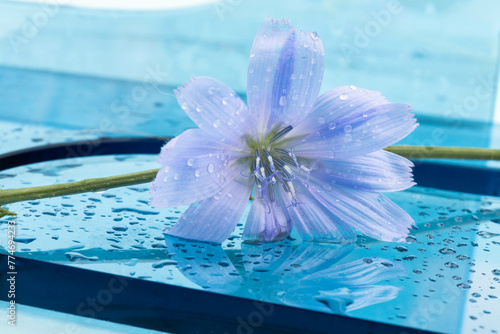 Cichorium intybus - common chicory flowers isolated on blue background. Beautifull flowers of chicory.