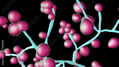 Animation showing Candida sp. fungi morphology, this genus includes Candida albicans, Candida auris, and other yeast fungi which cause common fungal infections in humans photo