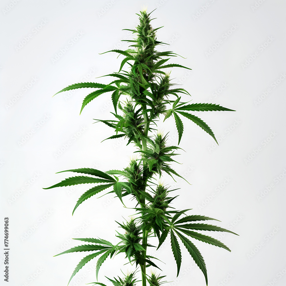 cannabis indica plant, on white background cannabis indica plant, on white background