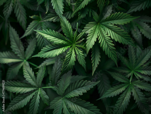 Marijuana leaves for background