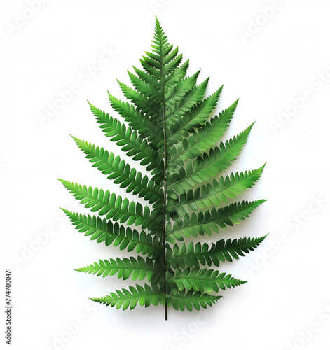 fern leaves  isolated on white