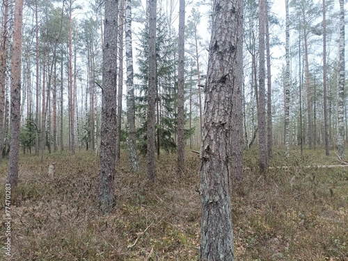 Rekyva forest during cloudy summer day. Pine and birch tree woodland. Blueberry bushes are growing in woods. Cloudy day with white and gray clouds in sky. Nature. Rekyvos miskas.