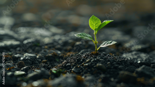 Close up of a green plant seedling emerging from dark, nutrient-rich soil, showcasing the delicate process of growth