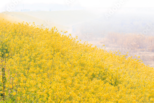 広大な河川敷の美しい菜の花畑の斜面。

日本国群馬県、利根川河川敷にて。
2024年3月24日撮影。

Beautiful rape blossoms slope on the vast riverbed.

At Tonegawa riverbed, Gunma, Japan,
photo by March 24, 2024.
 photo