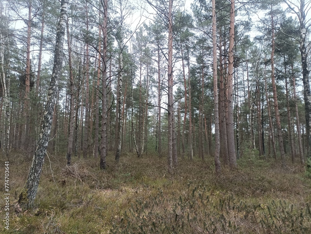 Rekyva forest during cloudy summer day. Pine and birch tree woodland. Blueberry bushes are growing in woods. Cloudy day with white and gray clouds in sky. Nature. Rekyvos miskas. Rekyva forest during cloudy summer day. Pine and birch tree woodland. Blueberry bushes are growing in woods. Cloudy day with white and gray clouds in sky. Nature. Rekyvos miskas.