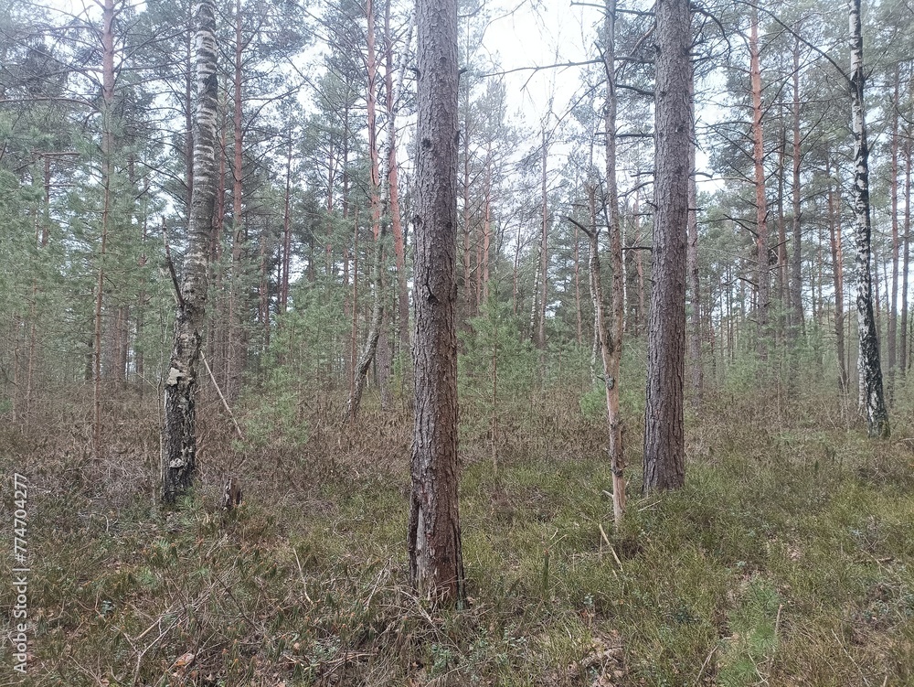 Rekyva forest during cloudy summer day. Pine and birch tree woodland. Blueberry bushes are growing in woods. Cloudy day with white and gray clouds in sky. Nature. Rekyvos miskas. Rekyva forest during cloudy summer day. Pine and birch tree woodland. Blueberry bushes are growing in woods. Cloudy day with white and gray clouds in sky. Nature. Rekyvos miskas.