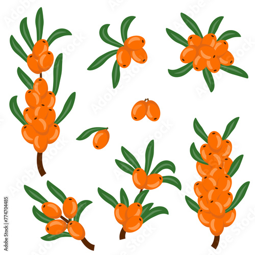Sea buckthorn berries, sea buckthorn twigs, twigs and leaves. Sea buckthorn berries on the branches. Natural cosmetics and food design