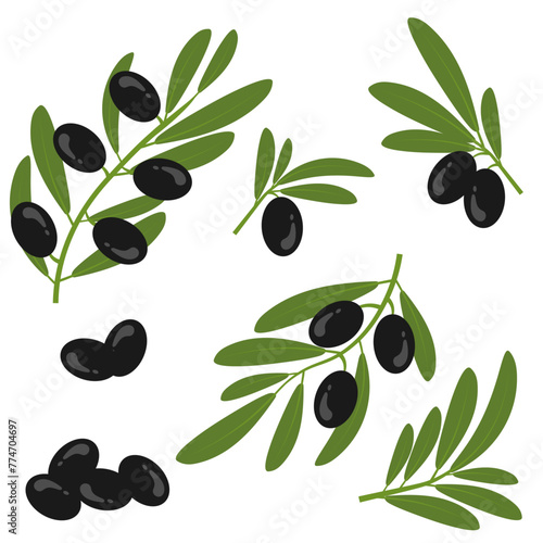 Black olives with leaves on a branch. Olive bunch