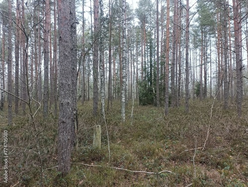 Rekyva forest during cloudy summer day. Pine and birch tree woodland. Blueberry bushes are growing in woods. Cloudy day with white and gray clouds in sky. Nature. Rekyvos miskas.