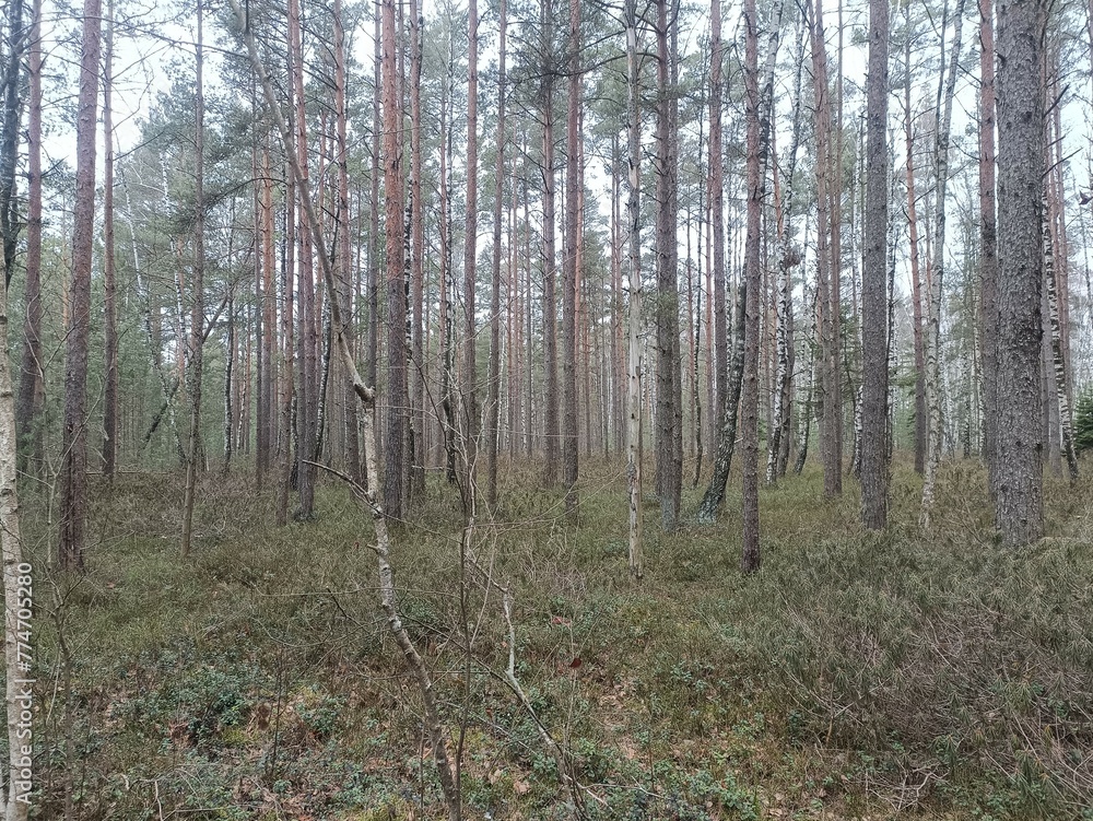 Rekyva forest during cloudy summer day. Pine and birch tree woodland. Blueberry bushes are growing in woods. Cloudy day with white and gray clouds in sky. Nature. Rekyvos miskas. Rekyva forest during cloudy summer day. Pine and birch tree woodland. Blueberry bushes are growing in woods. Cloudy day with white and gray clouds in sky. Nature. Rekyvos miskas.