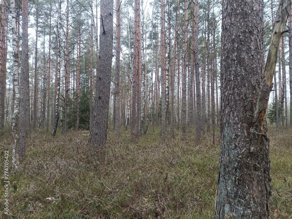 Rekyva forest during cloudy summer day. Pine and birch tree woodland. Blueberry bushes are growing in woods. Cloudy day with white and gray clouds in sky. Nature. Rekyvos miskas. Rekyva forest during cloudy summer day. Pine and birch tree woodland. Blueberry bushes are growing in woods. Cloudy day with white and gray clouds in sky. Nature. Rekyvos miskas.