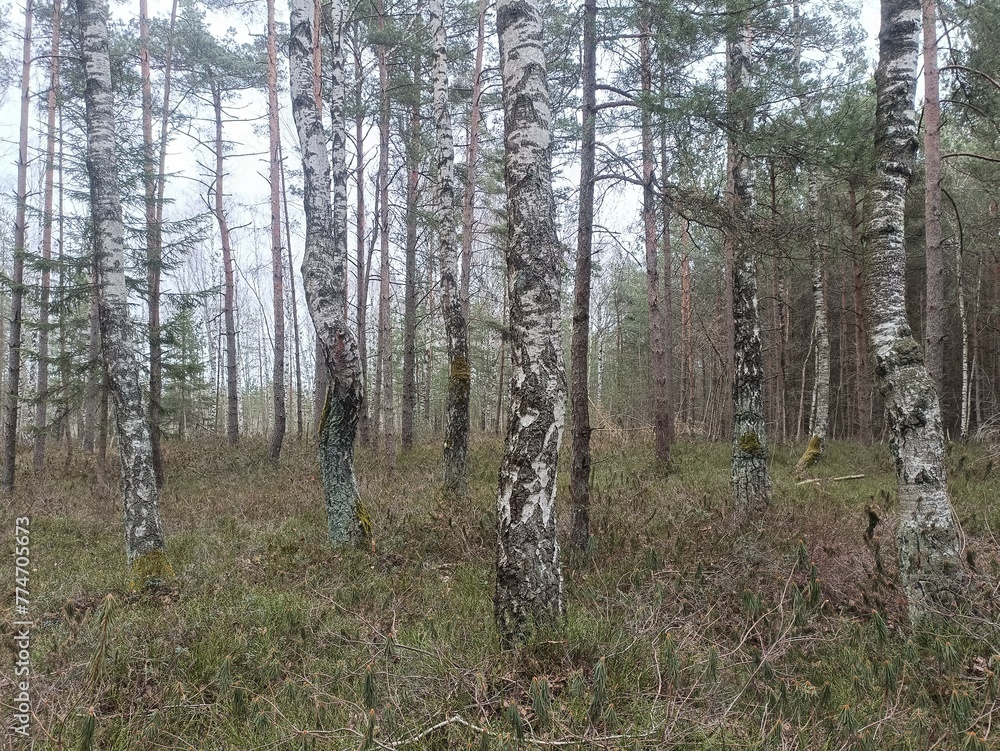 Rekyva forest during cloudy summer day. Pine and birch tree woodland. Blueberry bushes are growing in woods. Cloudy day with white and gray clouds in sky. Nature. Rekyvos miskas. Rekyva forest during cloudy summer day. Pine and birch tree woodland. Blueberry bushes are growing in woods. Cloudy day with white and gray clouds in sky. Nature. Rekyvos miskas.