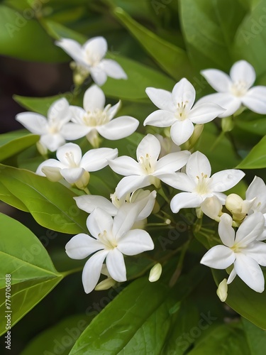 White Jasmine Flower closeup image   Flowers of Spring   Beautiful White Flower